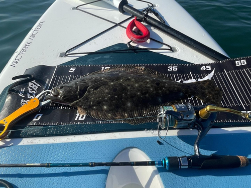 ヒラメの釣果