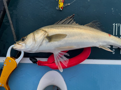 シーバスの釣果