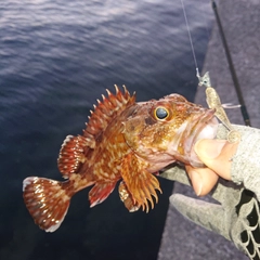 アラカブの釣果