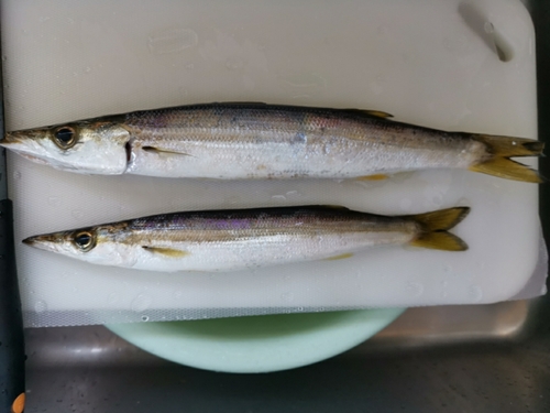 カマスの釣果