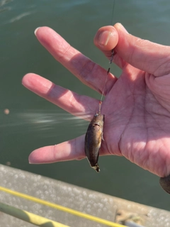シモフリシマハゼの釣果