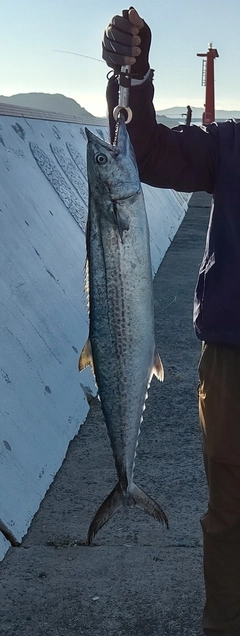 サワラの釣果