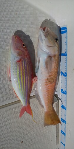 シロアマダイの釣果