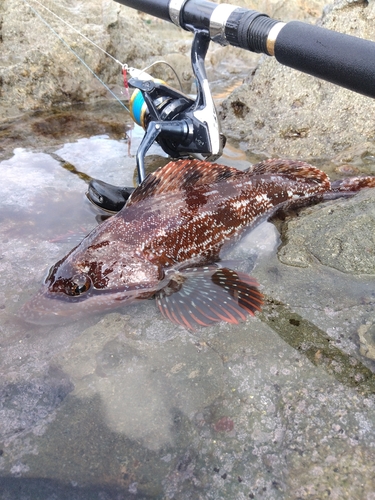 アイナメの釣果