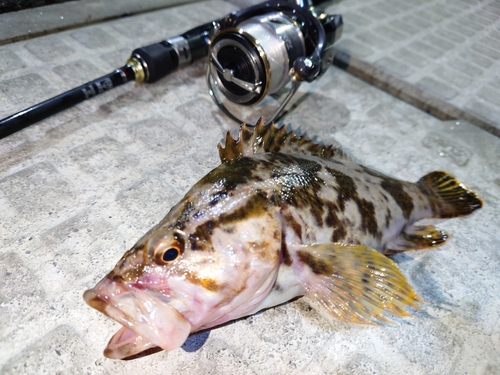 ベッコウゾイの釣果