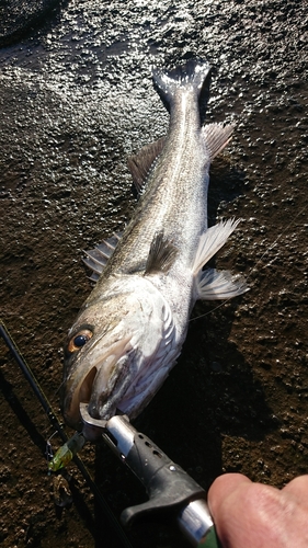 スズキの釣果