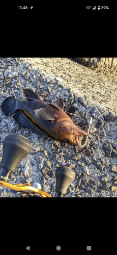 ヤミハタの釣果