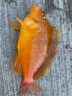 オキゴンベの釣果