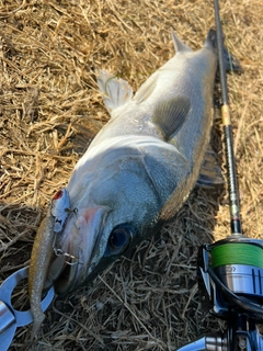 スズキの釣果