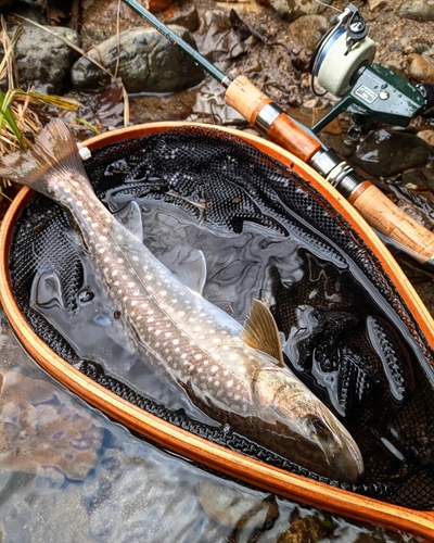 アメマスの釣果