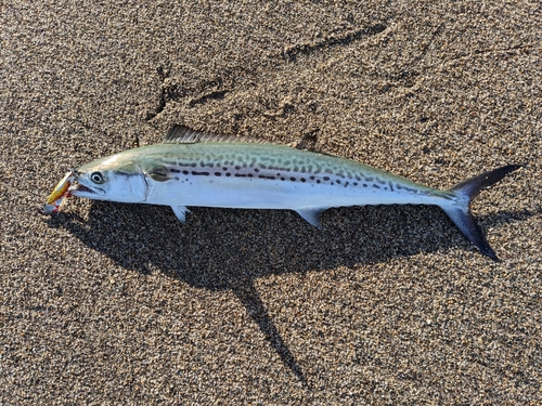 サゴシの釣果