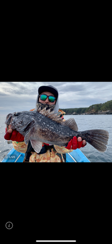 クロソイの釣果