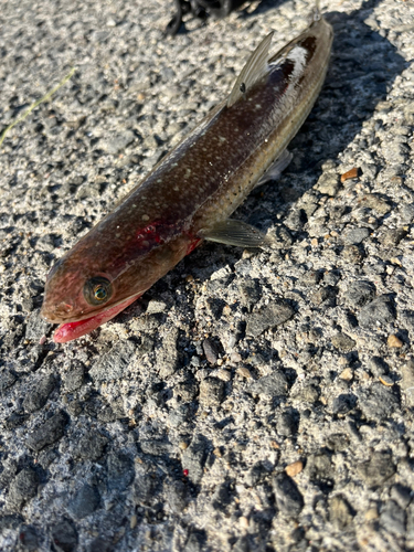 エソの釣果