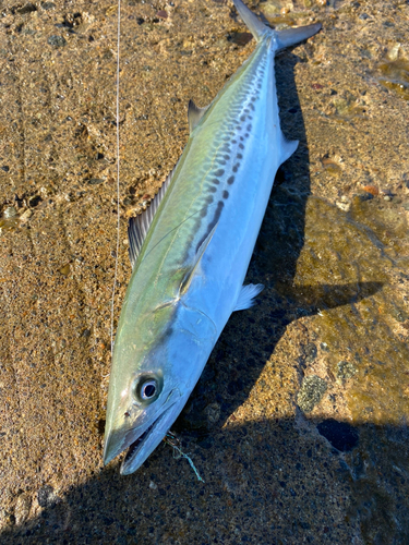 サゴシの釣果