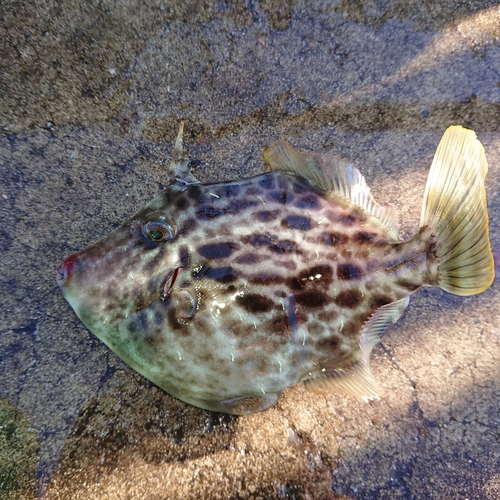 カワハギの釣果