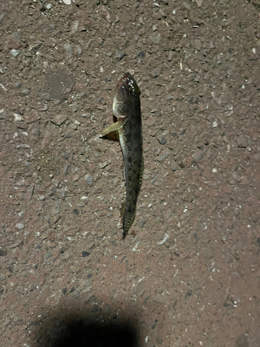 マハゼの釣果