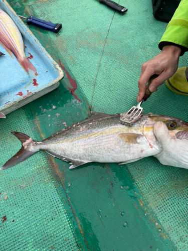 ショゴの釣果