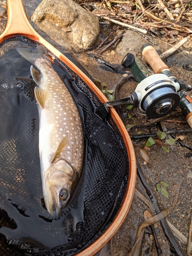 アメマスの釣果