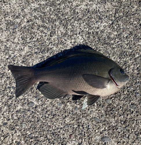 メジナの釣果