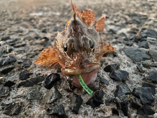 アラカブの釣果