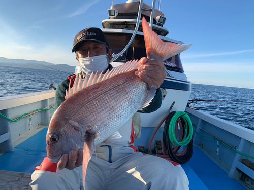 マダイの釣果