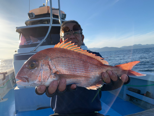 マダイの釣果