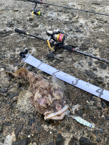 トウベツカジカの釣果