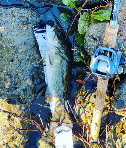 スモールマウスバスの釣果