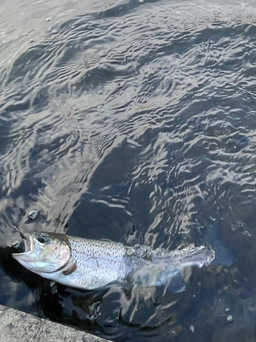 レインボートラウトの釣果