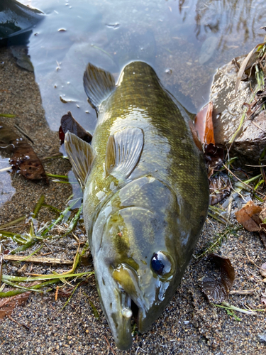 スモールマウスバスの釣果