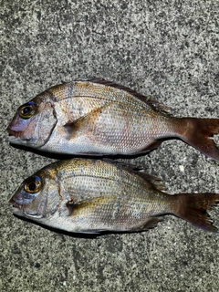 タイの釣果