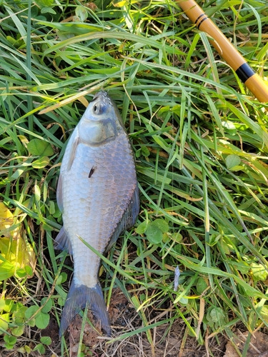 ヘラブナの釣果