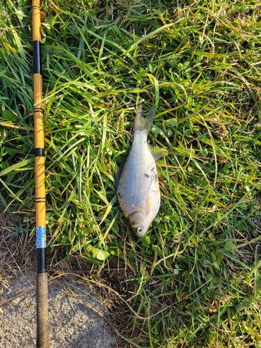 ヘラブナの釣果