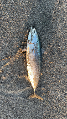 ソウダガツオの釣果