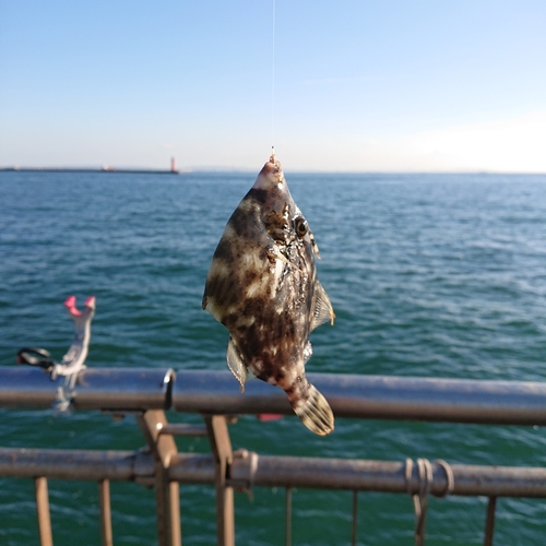 カワハギの釣果