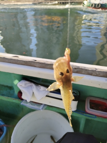 マハゼの釣果