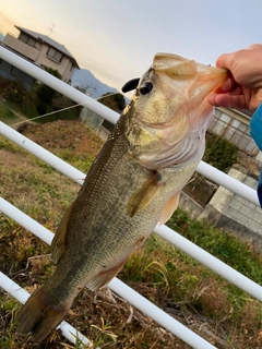 ラージマウスバスの釣果