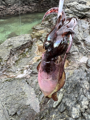 アオリイカの釣果