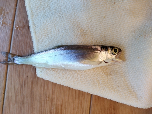 ヒメマスの釣果