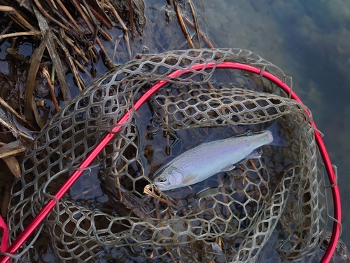 ニジマスの釣果