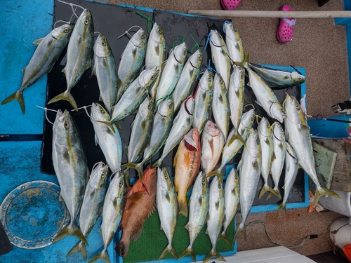 ハマチの釣果