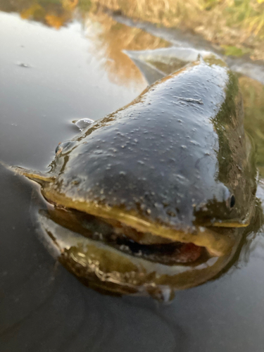 ナマズの釣果