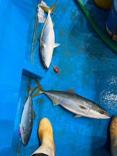 ワラサの釣果