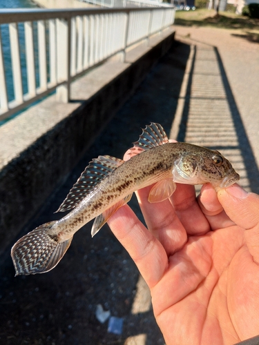 マハゼの釣果