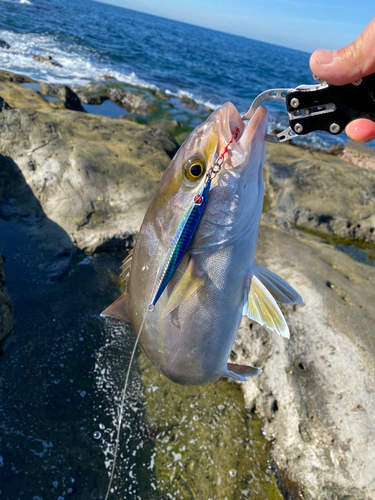 ショゴの釣果