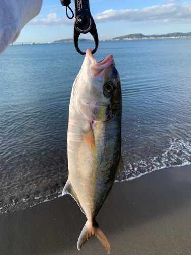 カンパチの釣果