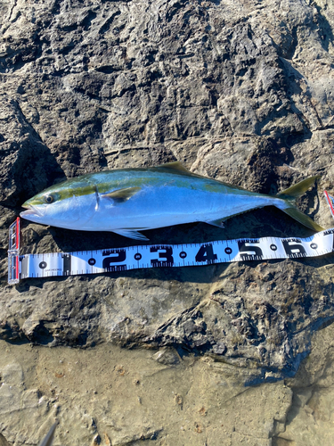 ワラサの釣果