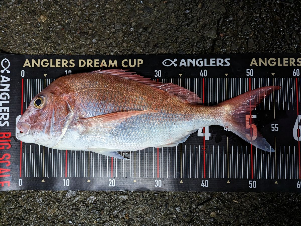 アングラー85322028さんの釣果 3枚目の画像