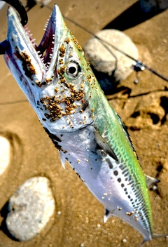 サゴシの釣果