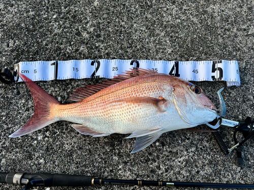 マダイの釣果